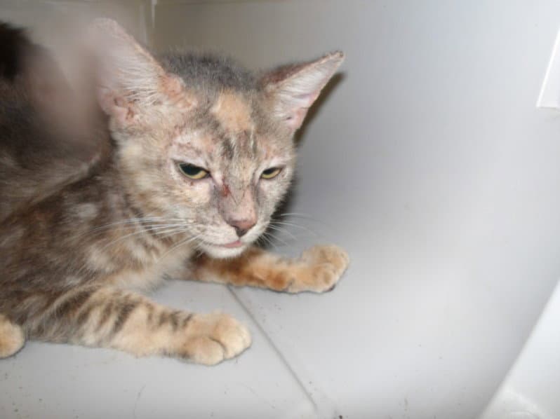 Kayla - Domestic Short Hair