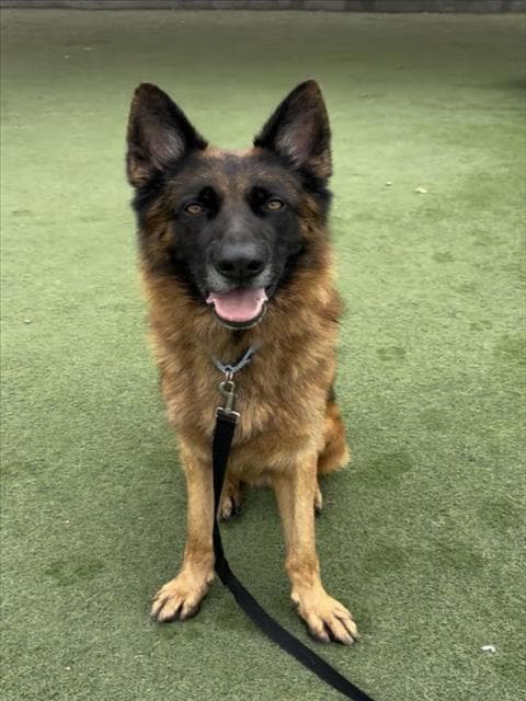 Newbie - German Shepherd Dog