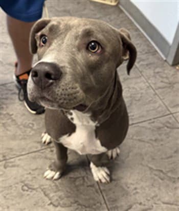 Raul - Staffordshire Bull Terrier