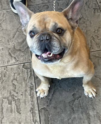 Schifo - French Bulldog