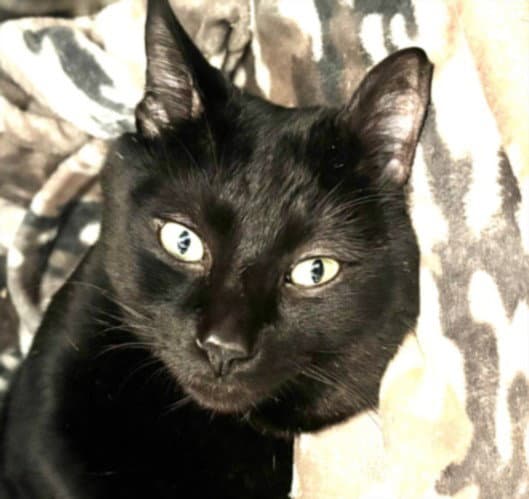 Kosa - Domestic Short Hair