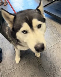 Zorro image 1