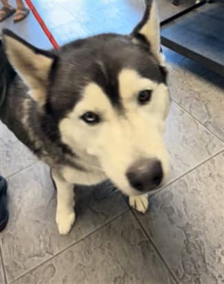 Zorro - Siberian Husky