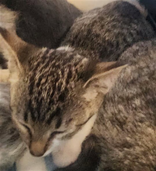 Ziti - Domestic Short Hair
