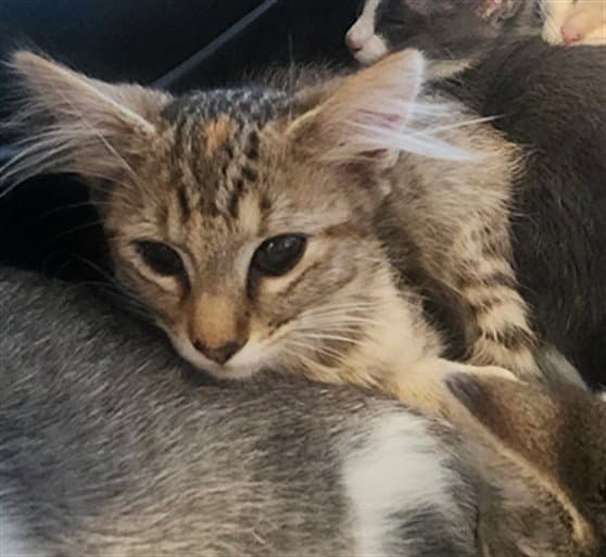 Ravioli - Domestic Short Hair
