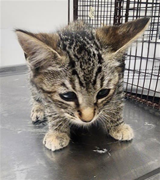 Rigatoni - Domestic Short Hair