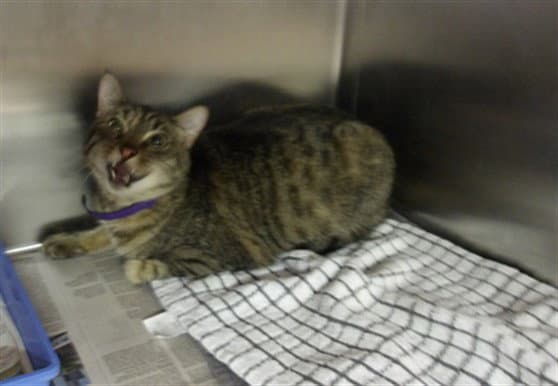 Rose - Domestic Short Hair