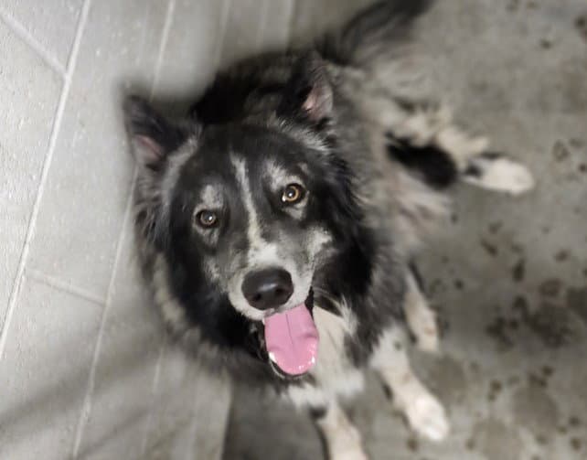 Zulu - Husky