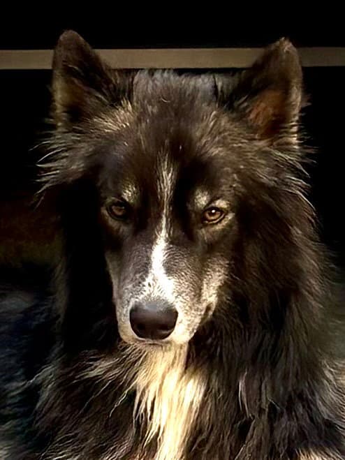 Zulu - Husky