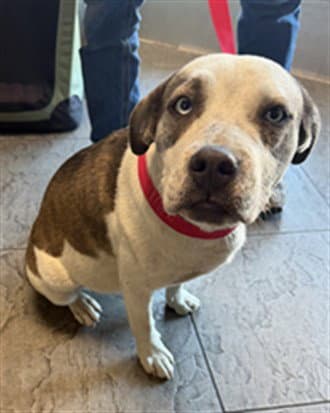 Bonnie - Staffordshire Bull Terrier