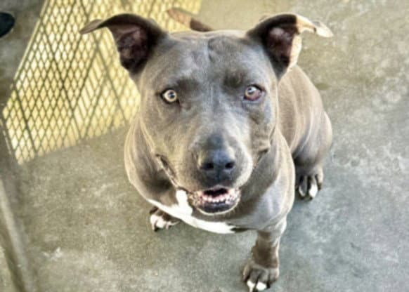 Bailey - Staffordshire Bull Terrier