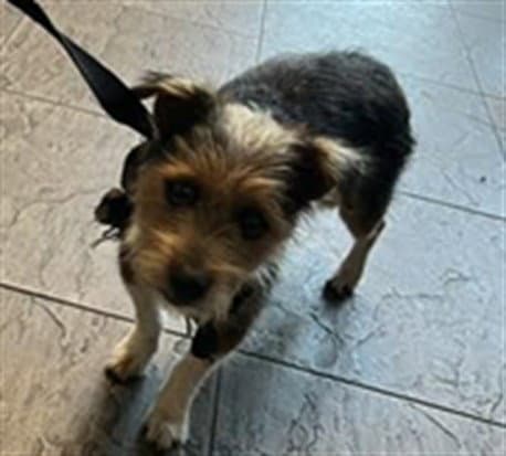 Jon - Wirehaired Fox Terrier