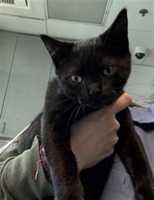 Oggie - Domestic Short Hair