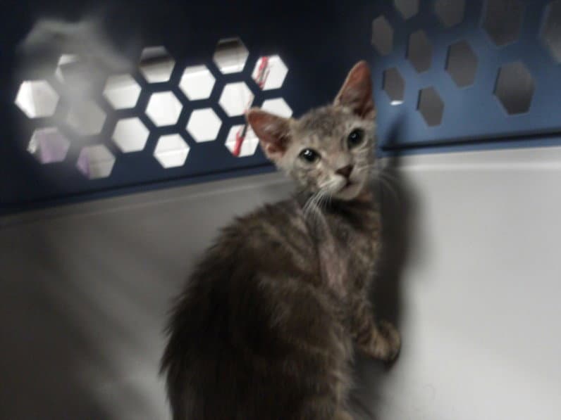 Mark - Domestic Short Hair