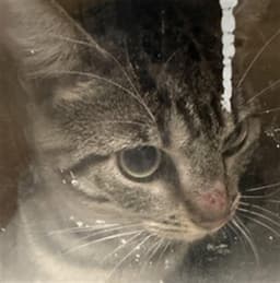 Fonzie image 1