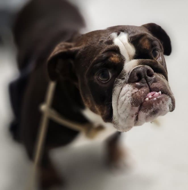 Salty Sally Sailor - English Bulldog