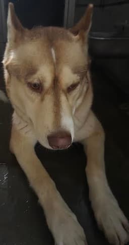 Nala image 1