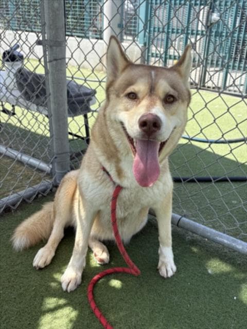Nala - Husky
