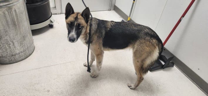 Dina - German Shepherd Dog
