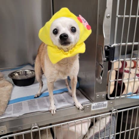 Cindy - Chihuahua