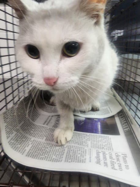 Snowy - Domestic Short Hair