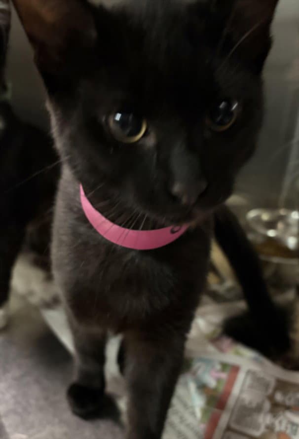 Catrick - Domestic Short Hair