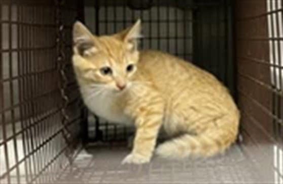 Clogsworth - Domestic Short Hair