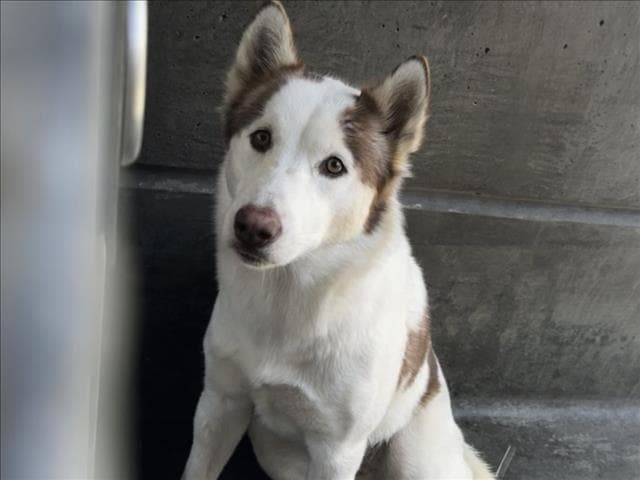 Heaven - Husky