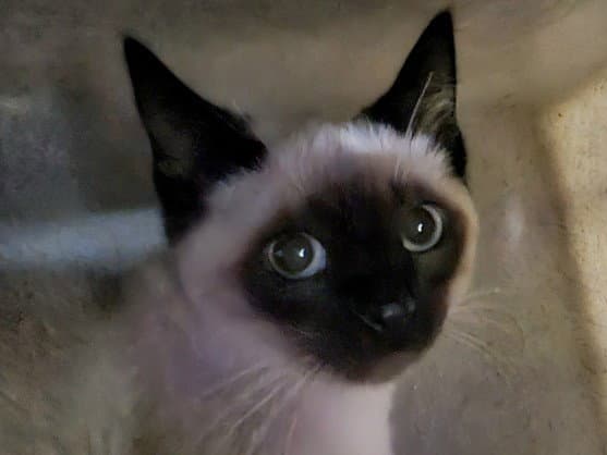 Stevie - Siamese