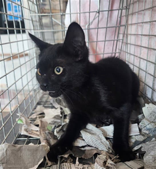 Onyx - Domestic Short Hair