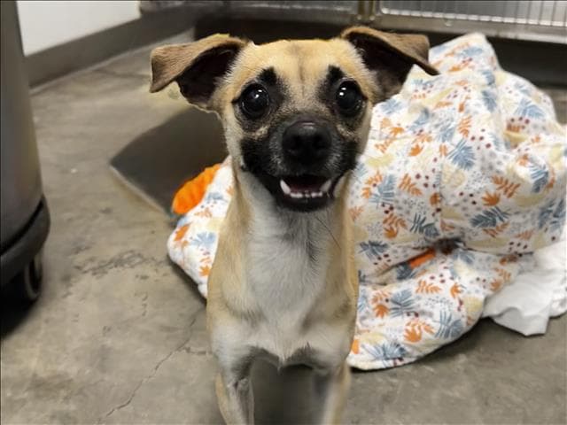 Milo - Chihuahua