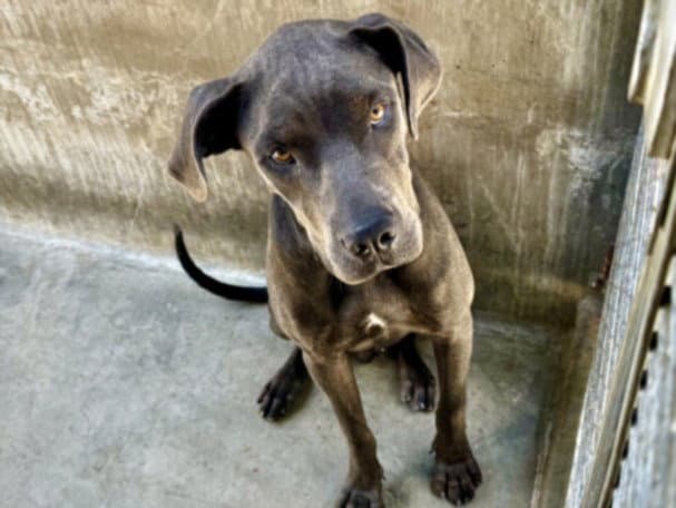 Moonbeam - Great Dane