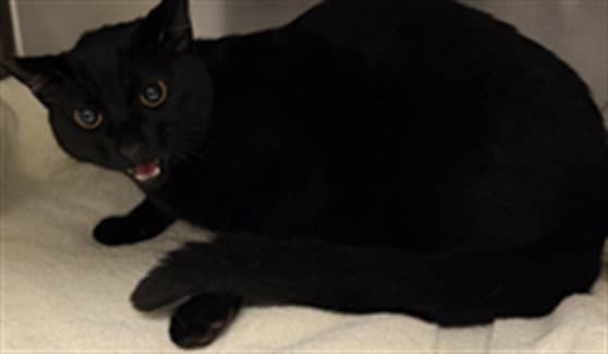 Huey - Domestic Short Hair