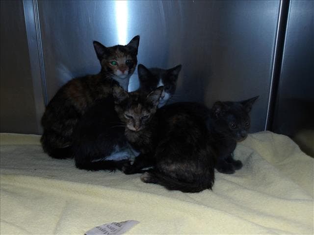 Linda - Domestic Short Hair