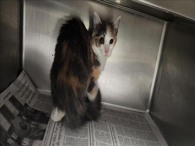 Pasionfruit - Domestic Short Hair
