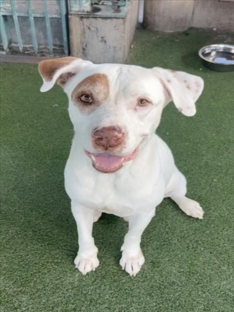 Franklin - Pit Bull Terrier