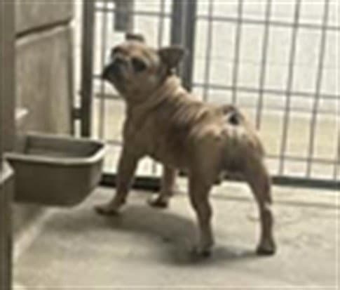 Lou - French Bulldog