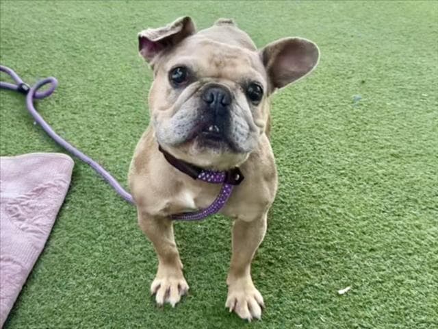Lou - French Bulldog