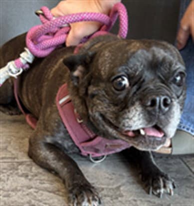 Nala - French Bulldog