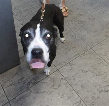 Yanis - Pit Bull Terrier