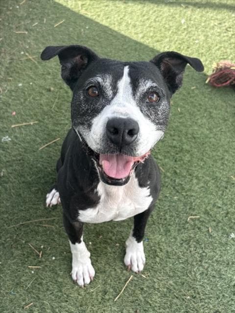 Yanis - Pit Bull Terrier