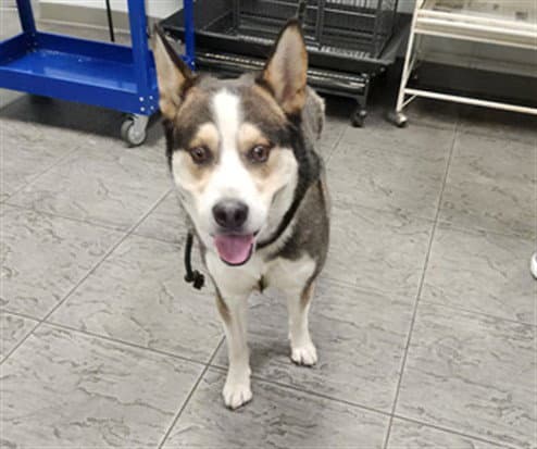 Koby - Siberian Husky