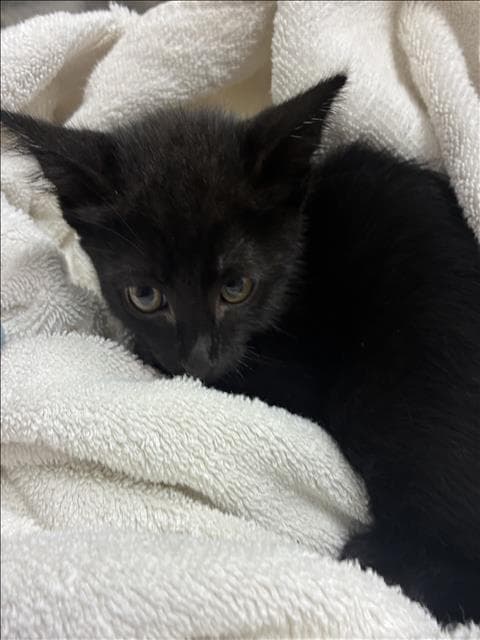 Jinshi - Domestic Short Hair