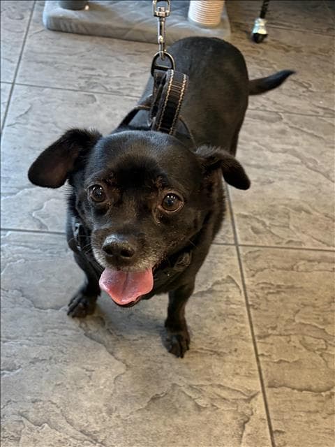 Uzi - Dachshund
