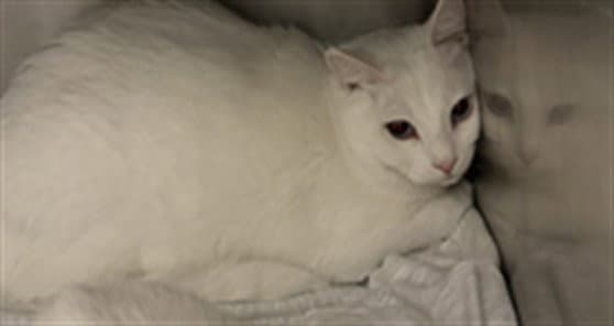 Howls Castle - Domestic Short Hair