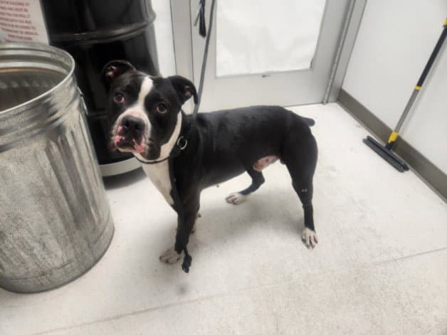 Romeo - Boxer