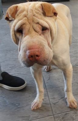 Guero image 1