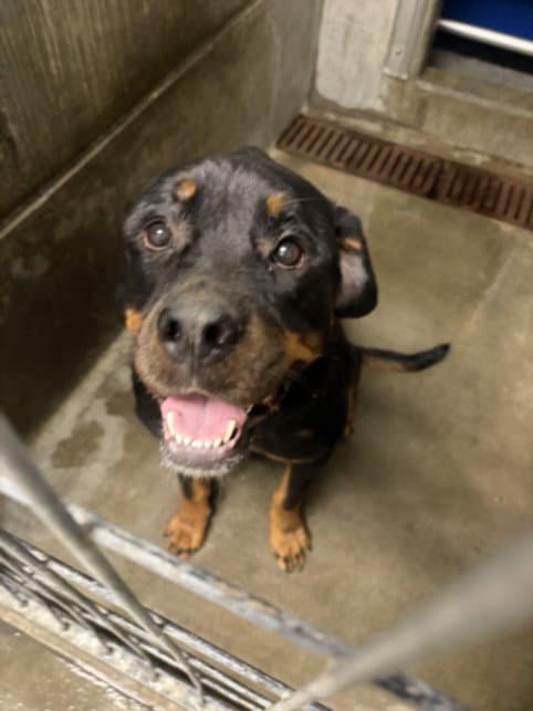 Cinnabon - Rottweiler