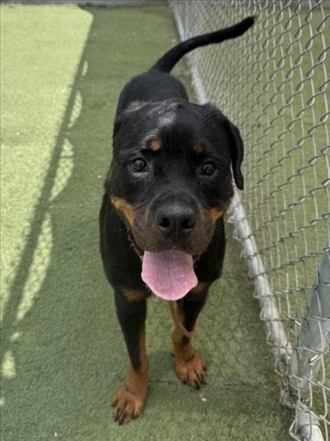 Cinnabon - Rottweiler