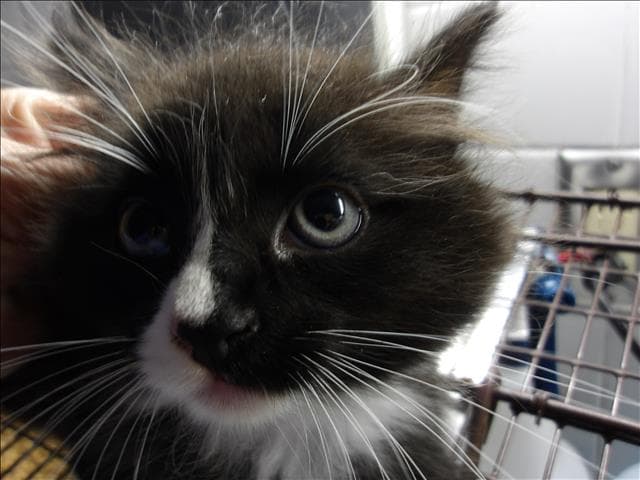 Tarzan - Domestic Medium Hair